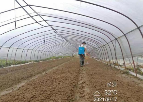 8月17日,萝卜播种后喷施微藻产品(5L/亩)