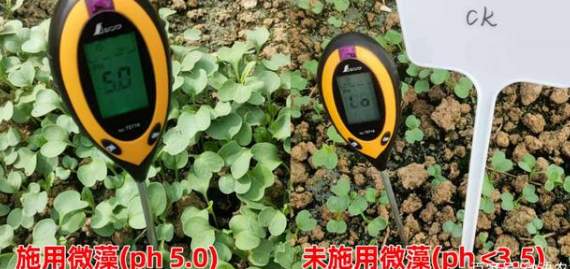 8月23日回访,施用微藻与未施用微藻的PH值对比图