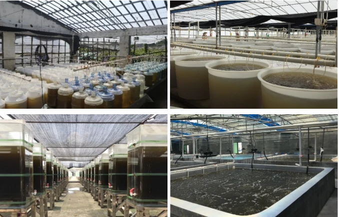 图2 现阶段我国水产育苗场常用的微藻培养体系（摄于国内的多个育苗场）