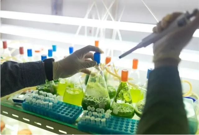 实验室培养过程中的微藻