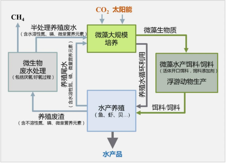图6 微藻培养+水产养殖=绿色高效循环水产养殖模式