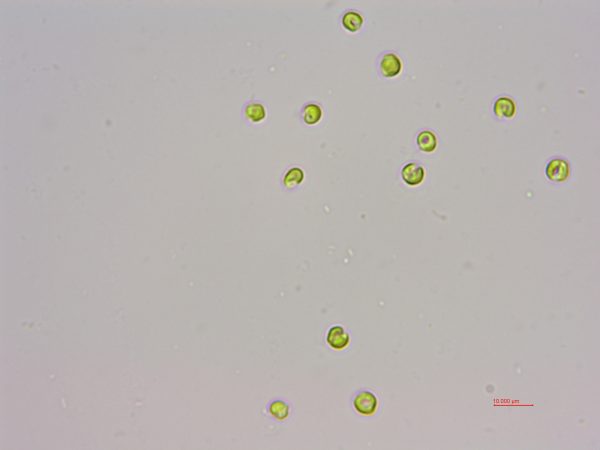 球等鞭金藻(GY-D66 Isochrysis galbana)