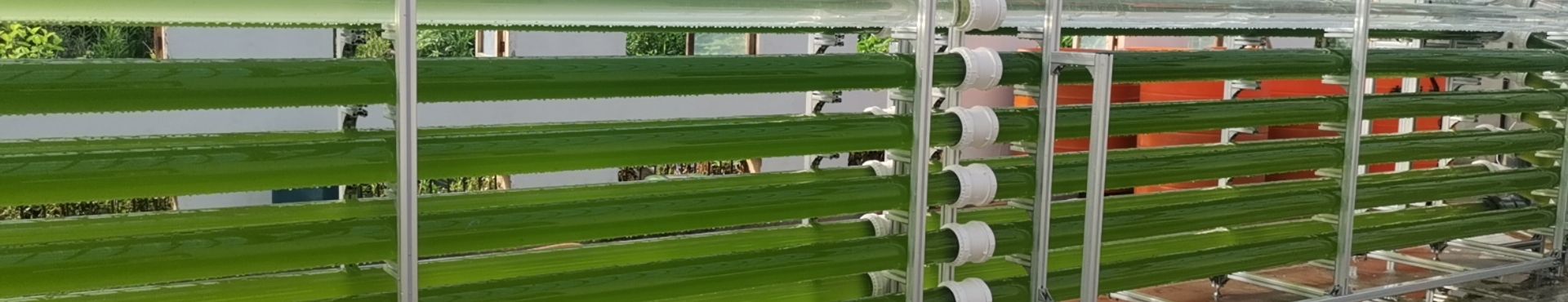 Poziome rury fotobioreaktora wypełnione zieloną kulturą