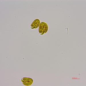 强壮前沟藻（GY-H35 Amphidinium carterae Hulburt）