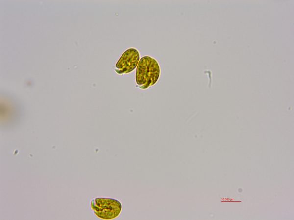 强壮前沟藻（GY-H35 Amphidinium carterae Hulburt）