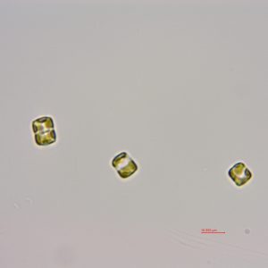 隐秘小环藻 (GY-H67 Cyclotella cryptica)