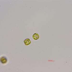 孟氏小环藻(梅尼小环藻,GY-H33 Cyclotella meneghiniana)