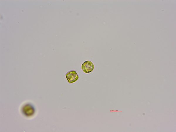 孟氏小环藻(梅尼小环藻,GY-H33 Cyclotella meneghiniana)