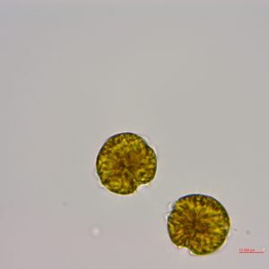 链状亚历山大藻 (GY-H25 Alexandrium catenella)