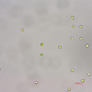 海水小球藻 (GY-H4 Chlorella sp.)