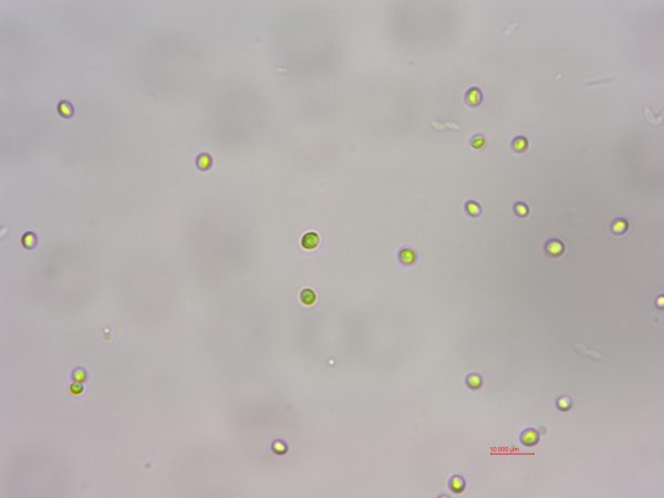 海水小球藻 (GY-H4 Chlorella sp.)