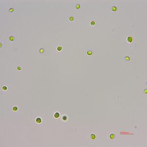 海水小球藻(GY-H6 Chlorella sp.)