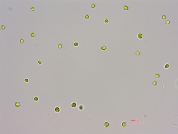海水小球藻(GY-H6 Chlorella sp.)