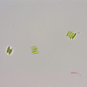斜生栅藻(GY-D13 Scendesmus obliquus)
