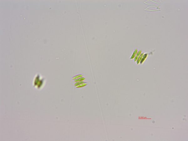 斜生栅藻(GY-D13 Scendesmus obliquus)