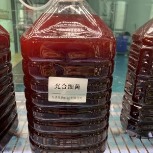 光合细菌