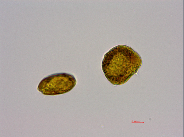 海洋原甲藻(GY-H61 Scrippsiella mochoidea)