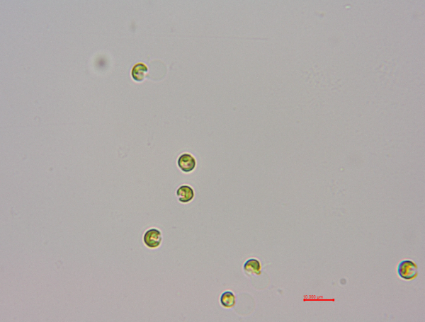 球形棕囊藻(GY-H37 Phaeocystis globsa)