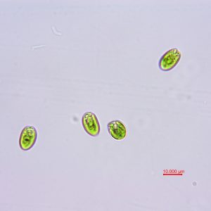 青岛大扁藻（GY-H1 Platymonas helgolandica tsingtaoensis）