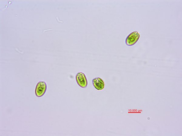 青岛大扁藻（GY-H1 Platymonas helgolandica tsingtaoensis）
