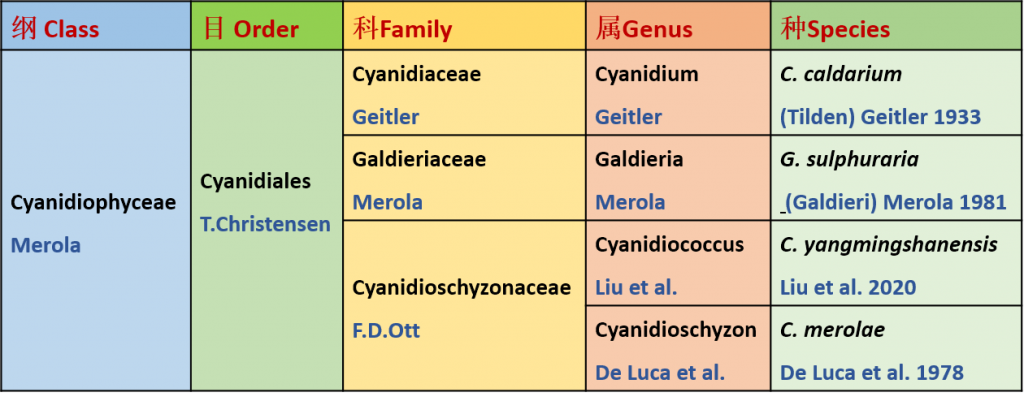 Cyanidiophyceae纲内分类信息