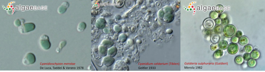 AlgaeBase中Cyanidioschyzon merolae、Cyanidium caldarium和Galdieria sulphuraria三个种的光镜照片