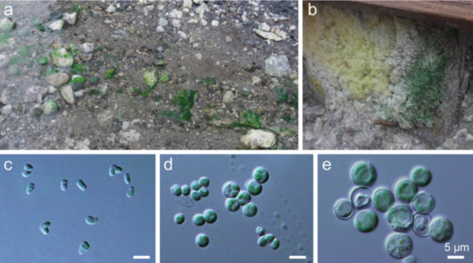 （c）Cyanidioschyzon merolae 10D、（d）Cyanidium caldarium RK-1和（e）Galdieria sulphuraria 074（Miyagishima et al., 2017）
