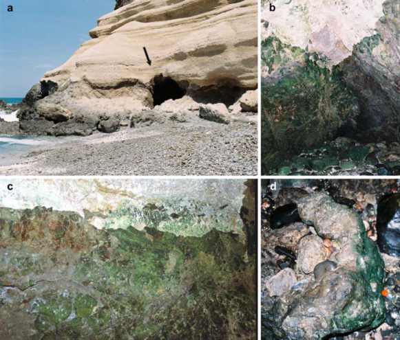 位于智利的阿塔卡马沙漠沿海洞穴内，Cyanidium在岩壁上形成生物膜。（Azúa-Bustos et al., 2009）