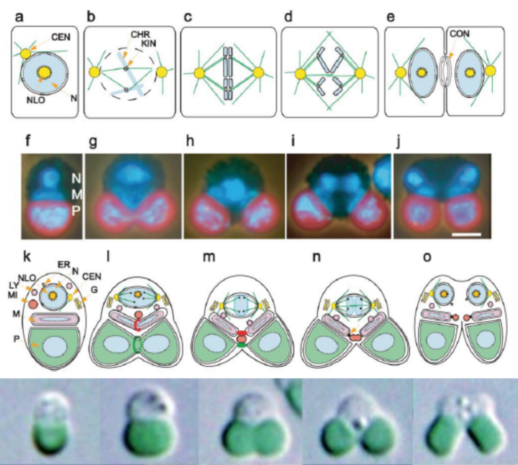 C. merolae细胞分裂过程图解（Misumi et al., 2005；Miyagishima & Tanaka，2021）