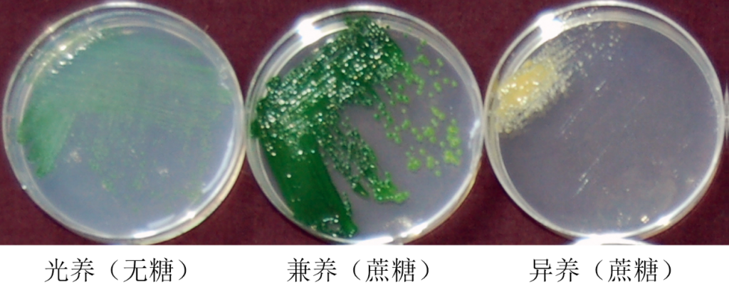 三种不同营养方式下的G. sulphuraria SAG 107.79（Amanda M. Davis，et al., 2016）