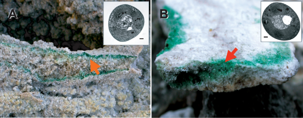(A) 意大利托斯卡纳Larderello的岩石内和(B)那不勒斯Pisciarelli的青绿藻。箭头表示在这些地点的岩石内部繁盛的青绿藻生物群落。右上角电镜图像分别显示了两种Galdieria的细胞结构，比例尺= 1 μm。（Yoon et al., 2006）