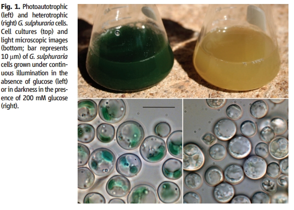 光养和异养条件下，G.sulphuraria细胞形态，以200mM浓度葡萄糖为碳源进行无光异养，细胞的绿色消失。