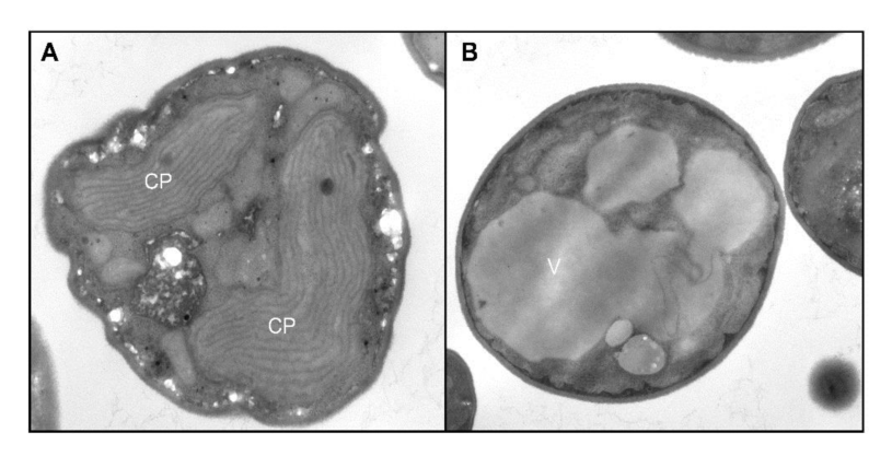 光养（A）和异养（B）条件下G. sulphuraria 细胞电镜照片，可以观察到异养条件下叶绿体（CP）的缺失，转化为前质体，并出现个大液泡（V），（Martínez García,  2017）
