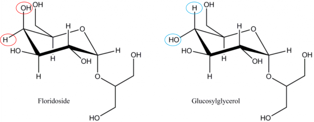 佛罗里达苷/甘油半乳糖苷（2-O-α-D-galactopyranosylglycerol）和甘油葡萄糖苷（2-O-α-D-glucopyranosylglycerol），注意佛罗里达苷与甘油葡萄糖苷在分子构象上的差异，佛罗里达苷是红藻光合作用的主要产物，佛罗里达苷是红藻为动态碳库，在同化为多糖分子（淀粉/糖原/细胞壁多糖）之前被暂时存储。