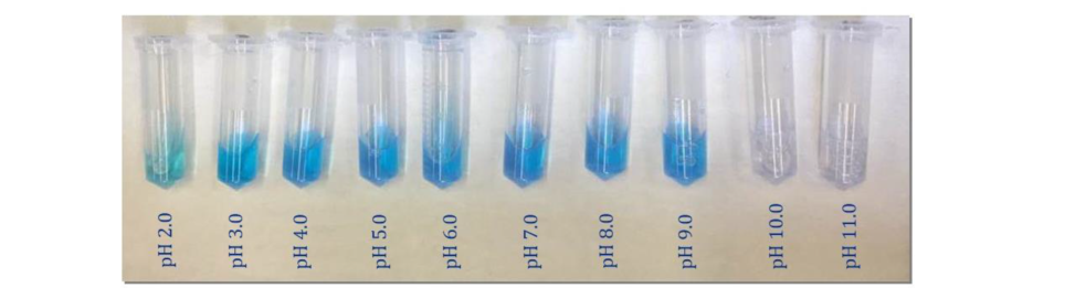 不同pH值下，G. sulphuraria藻蓝蛋白的显色情况，脱色主要原因为发色团脱落（Ferrar et al., 2018）