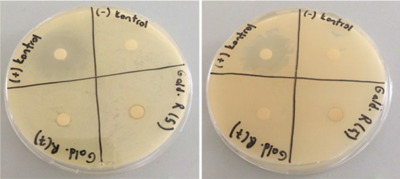 利用Galdieria制备的纳米银颗粒对大肠杆菌和金黄色葡萄球菌都表现后抗菌活性。