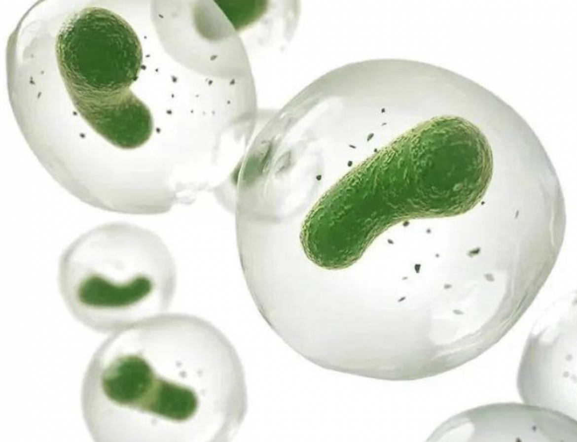 微藻培养基配制与灭菌方法 | 上海光语生物科技有限公司