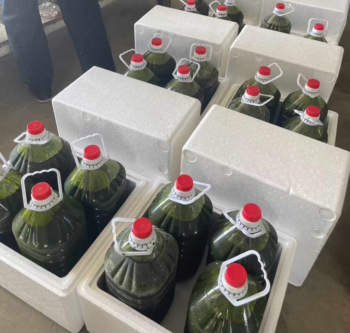 光语自养海水微拟球藻浓缩液