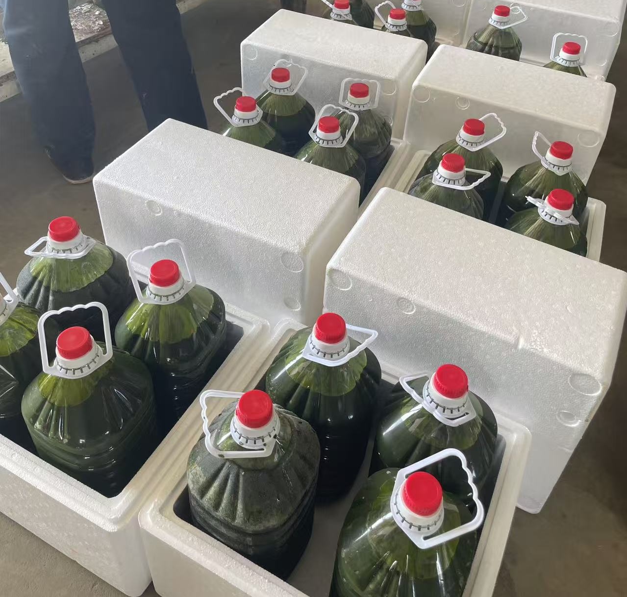 光语自养海水微拟球藻浓缩液