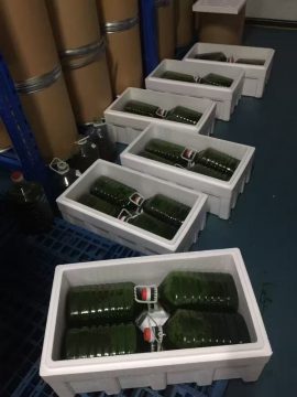 光语异养发酵罐小球藻藻液（120亿细胞/ml）