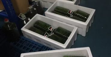 光语异养发酵罐小球藻藻液（120亿细胞/ml）