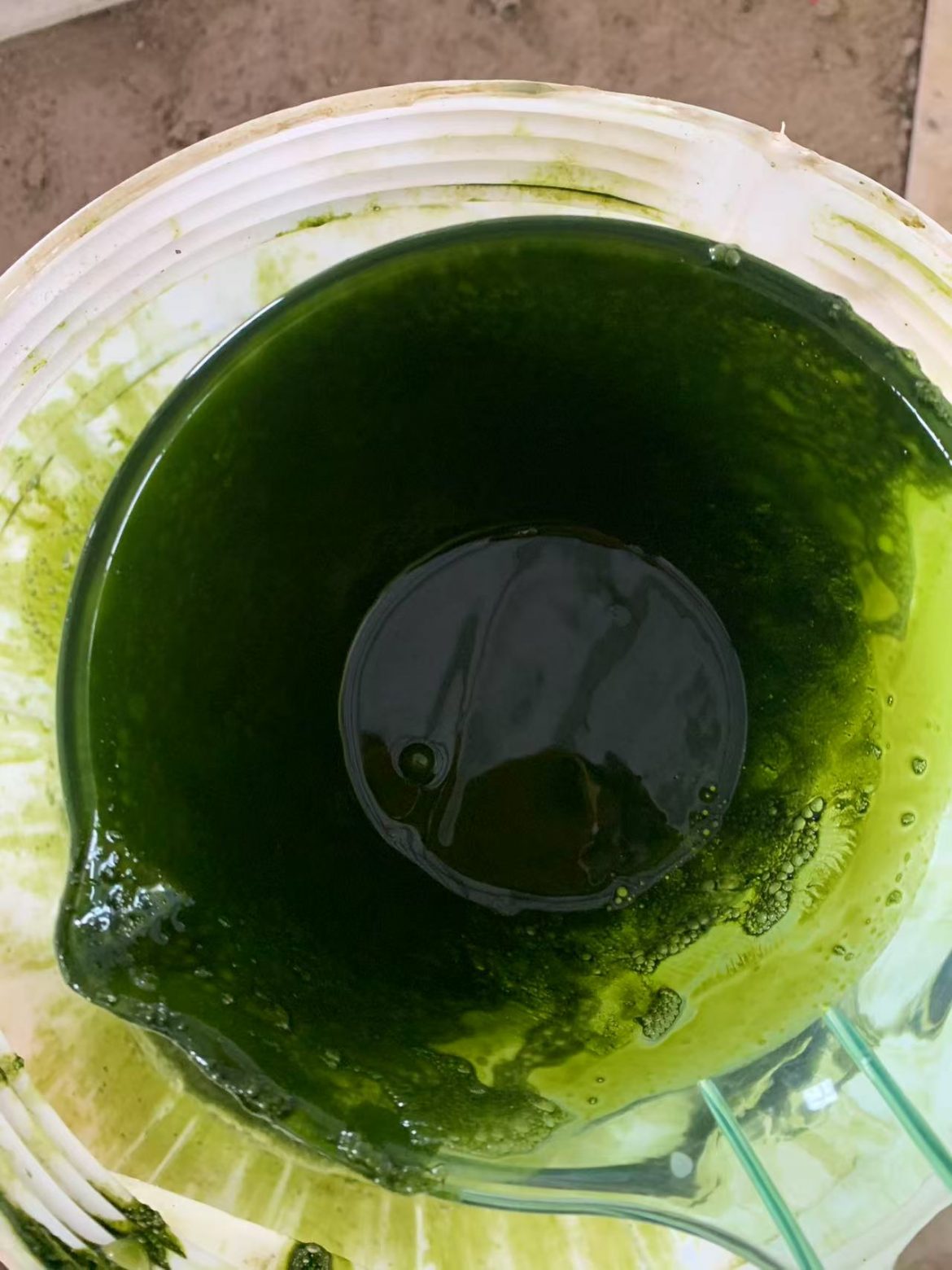 光语自养海水微拟球藻浓缩液