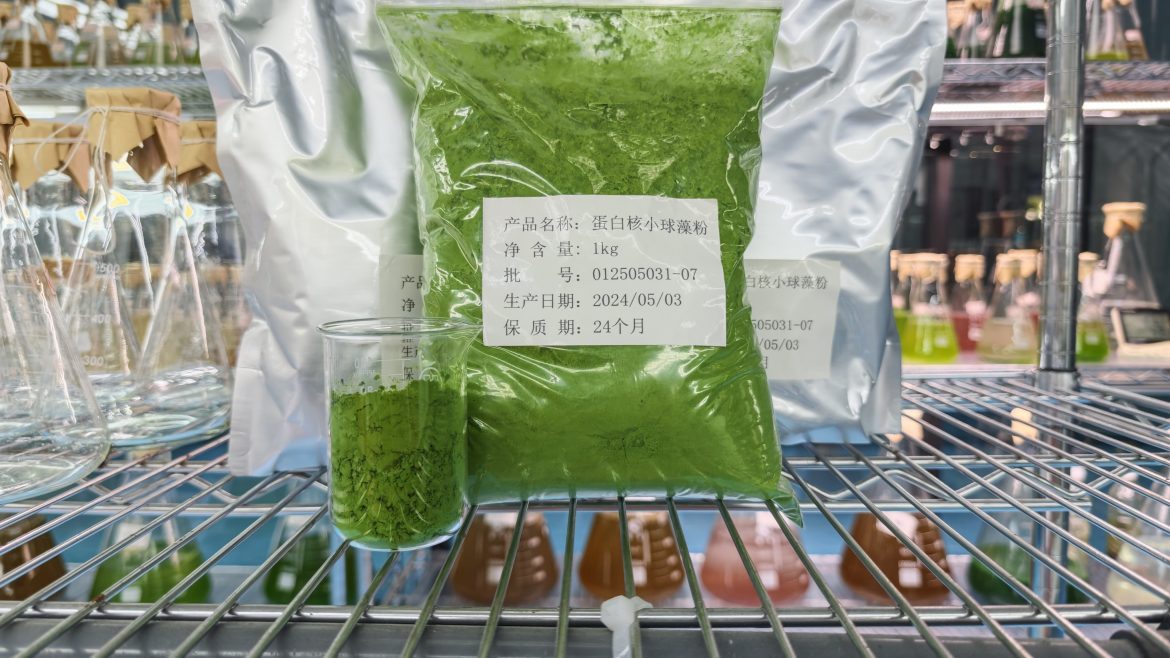 光语蛋白核小球藻