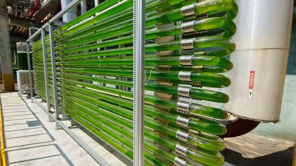 光语的工厂废气养藻系统方案取得巨大成功