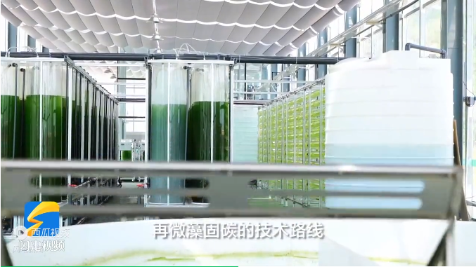 电厂如何用微藻固碳?
