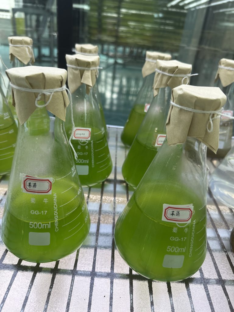 莱茵衣藻