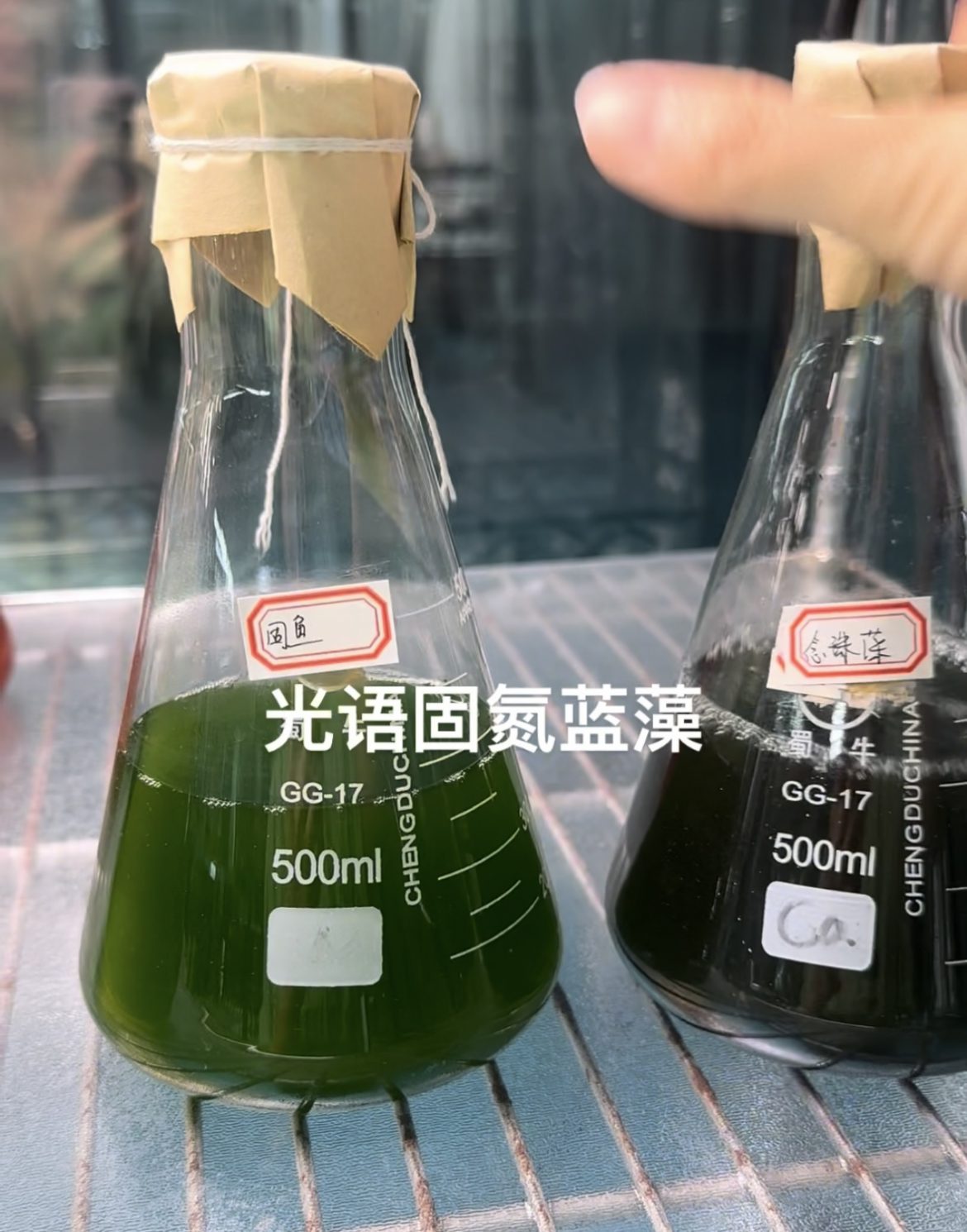 固氮蓝藻