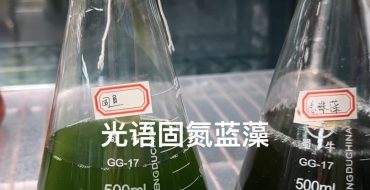 固氮蓝藻