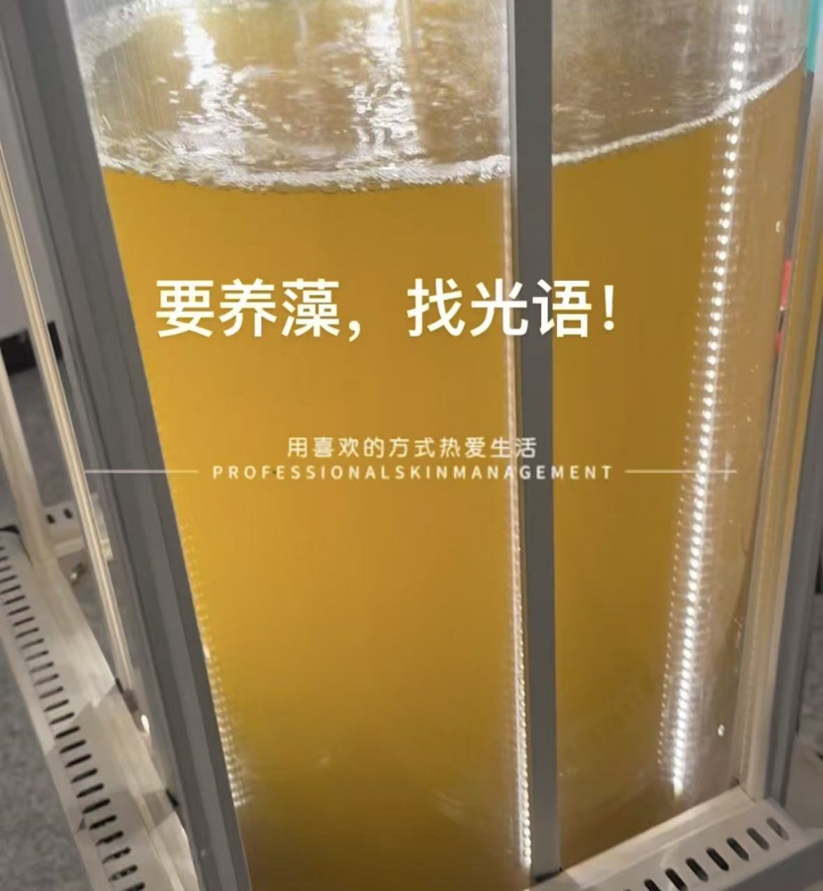 光语柱状反应器培养的三角褐指藻