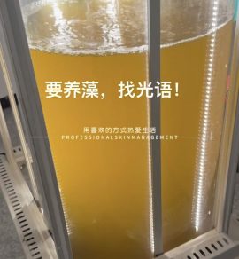 光语柱状反应器培养的三角褐指藻